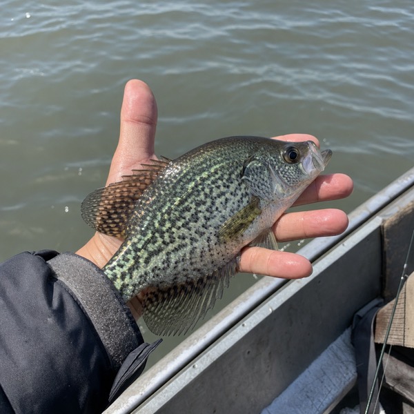 Sample photo: A crappie held in a hand over the side of a boat.