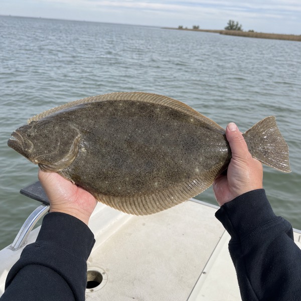 Sample photo: A California halibut held flat on a boat deck.