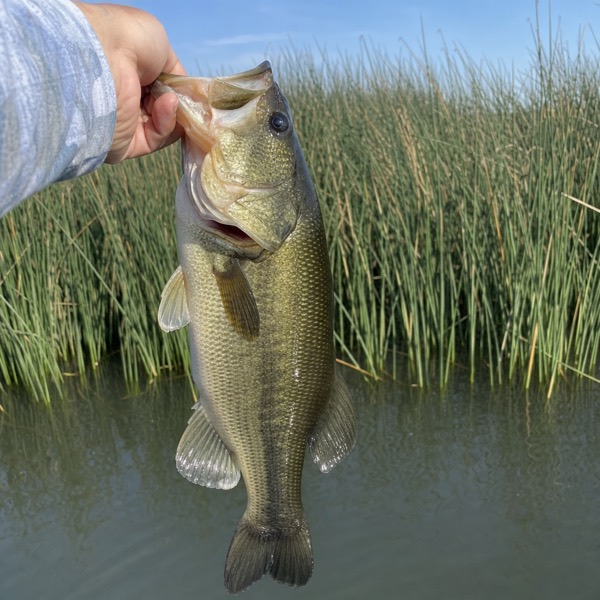 Sample photo: A largemouth bass held by the lip in front of tule reeds.