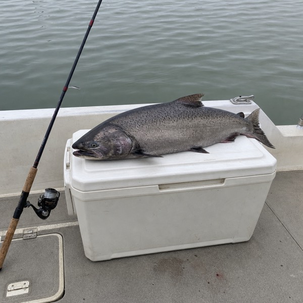 Sample photo: A Chinook salmon on a white cooler on a boat deck.