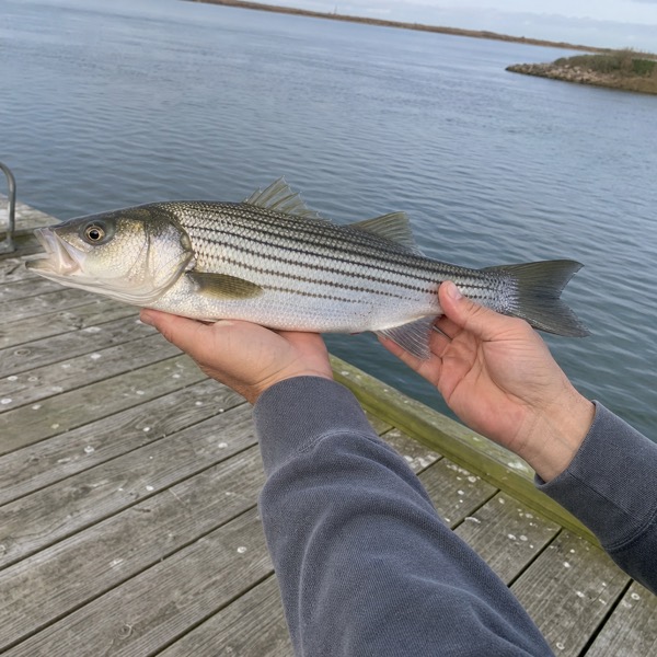 Sample photo: A striped bass held in two hands over a wooden dock.